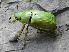 Chrysina psittacina