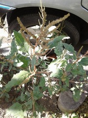 Amaranthus