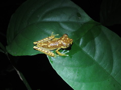 Boana picturata