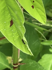 Camponotus sexguttatus
