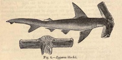 Winghead Shark photo 2