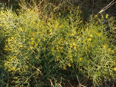 Hypericum triquetrifolium