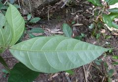 Ficus asperifolia image