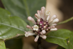 Chassalia curviflora