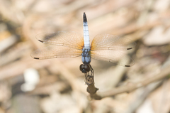 Aethriamanta gracilis