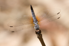 Aethriamanta gracilis