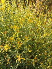 Hypericum triquetrifolium