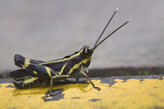 Traulia azureipennis