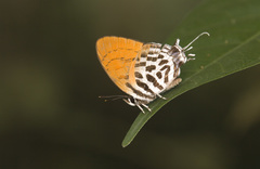 Drupadia ravindra