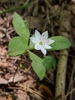 Arctic Starflower - Photo (c) Almantas Kulbis, some rights reserved (CC BY-NC), uploaded by Almantas Kulbis