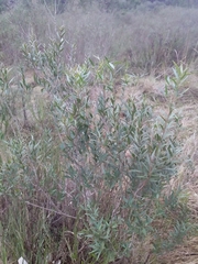 Blepharocalyx salicifolius