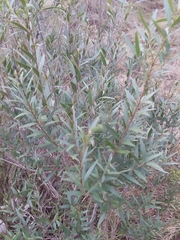 Blepharocalyx salicifolius