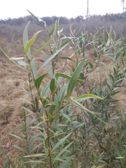 Blepharocalyx salicifolius