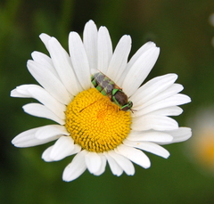 Odontomyia cincta