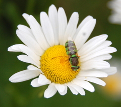 Odontomyia cincta