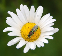 Odontomyia cincta