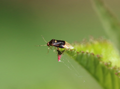Tropidosteptes