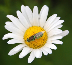 Odontomyia cincta