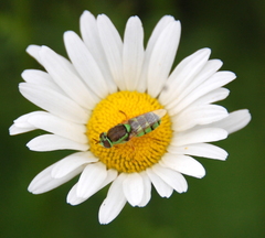 Odontomyia cincta