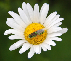 Odontomyia cincta