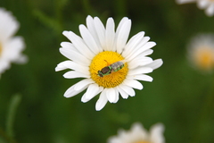 Odontomyia cincta