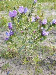Echium plantagineum