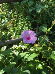 Ipomoea tiliacea