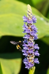 Bombus pensylvanicus image