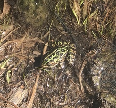 Lithobates pipiens