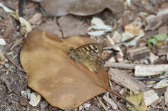 Pararge aegeria tircis