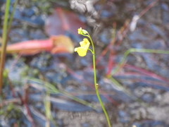 Utricularia cornuta