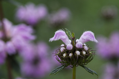 Phlomoides tuberosa