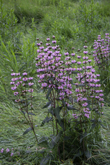 Phlomoides tuberosa