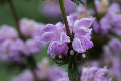 Phlomoides tuberosa