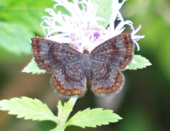 Calephelis aymaran