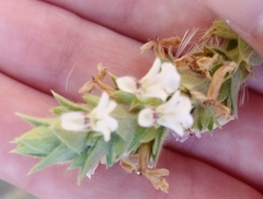 Stachys palaestina