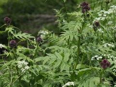 Cirsium alsophilum