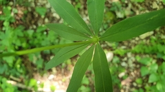 Galium sylvaticum