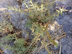 Stachys palaestina