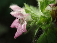 Stachys sylvatica