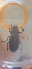 Lucanus cervus