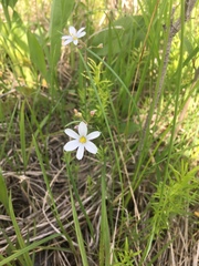 Sisyrinchium campestre