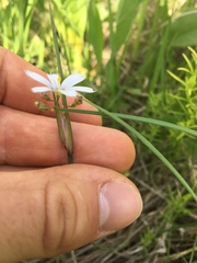 Sisyrinchium campestre