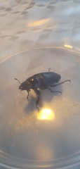 Lucanus cervus