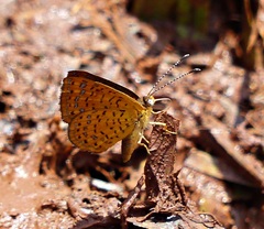 Calephelis aymaran