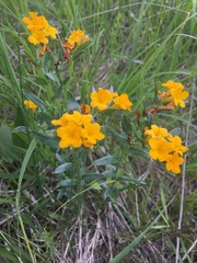 Lithospermum canescens