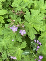 Geranium macrorrhizum