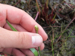 Xyris difformis