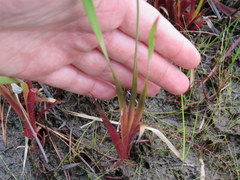 Xyris difformis