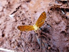 Calephelis aymaran